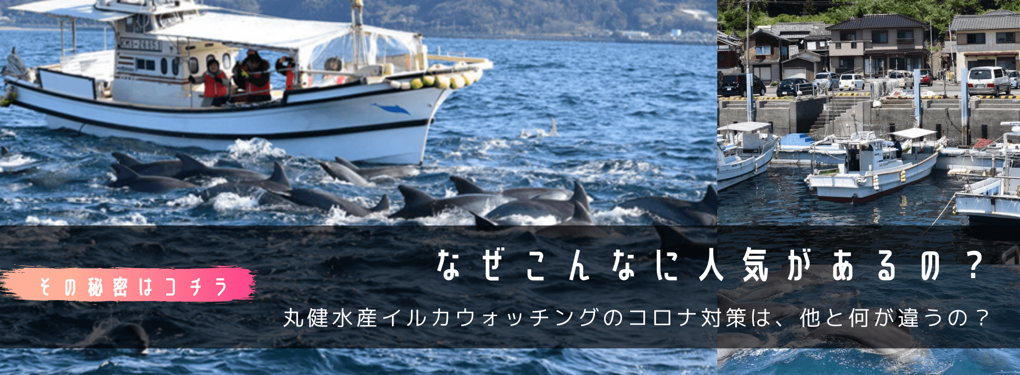 なぜこんなに人気があるの？丸健水産イルカウォッチングのコロナ対策は、他と何が違うの？
