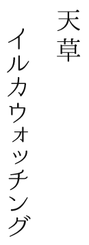 天草イルカウォッチング